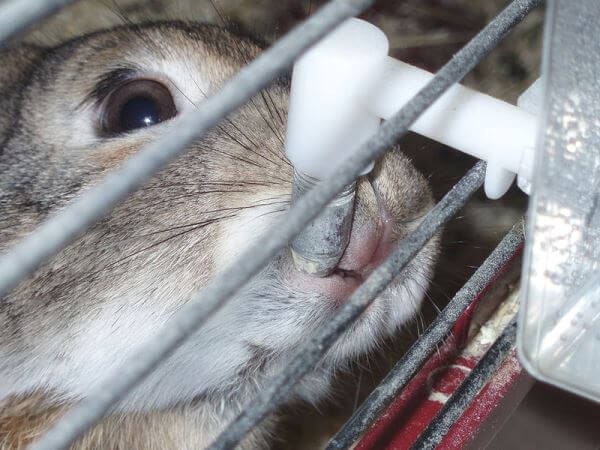 Вода для кроликов - давать ли кроликам воду