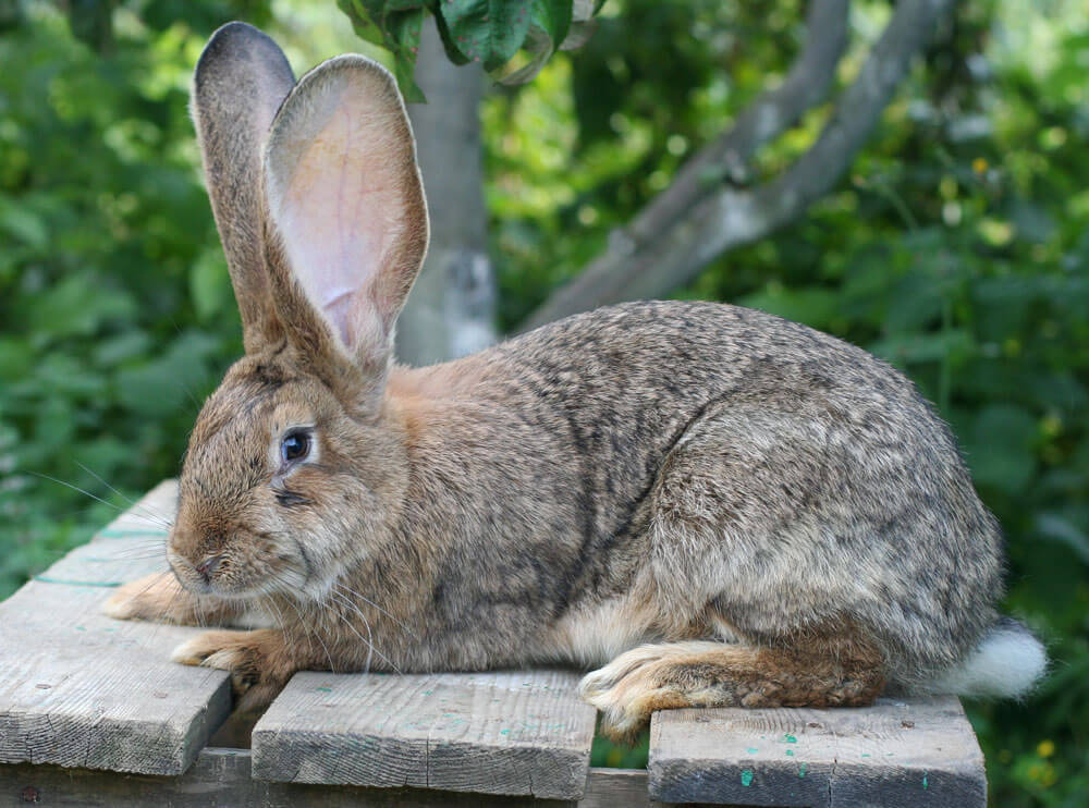 Аспергиллез у кроликов