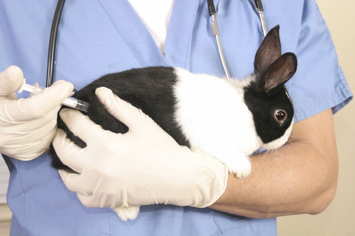 Вакцина кроликов от миксоматоза и ВГБК