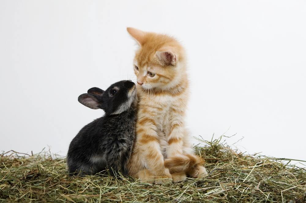 Декоративные кролики и другие животные