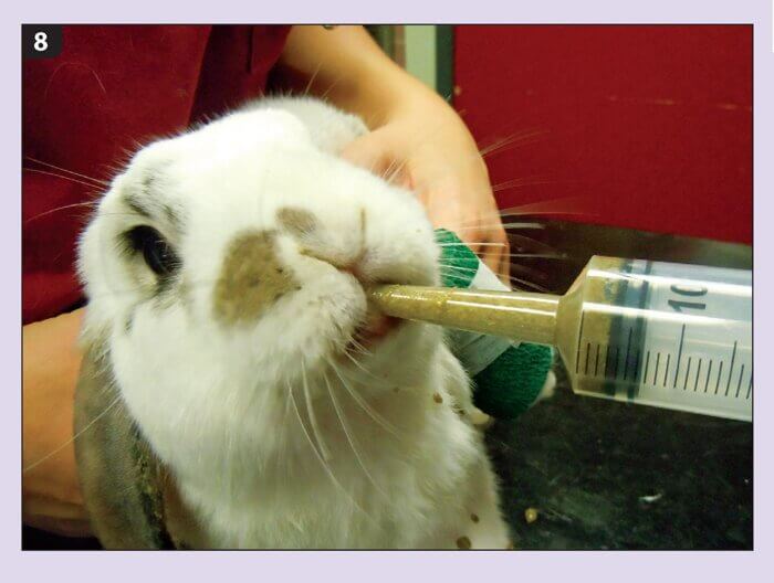 Насильственное кормление кролика из шприца