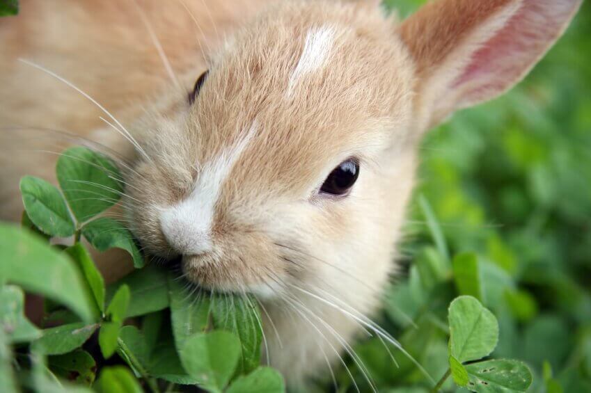 Список ядовитых комнатных растений для кроликов