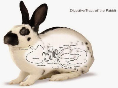 Пищеварительные органы кроликов