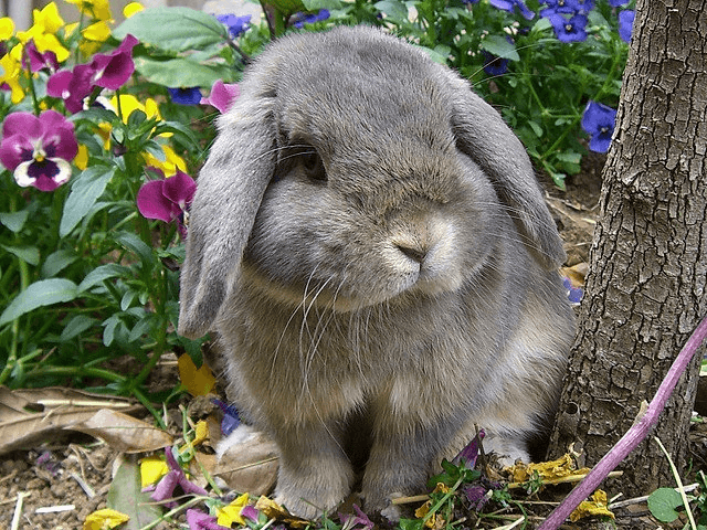 Характер и поведение декоративных кроликов