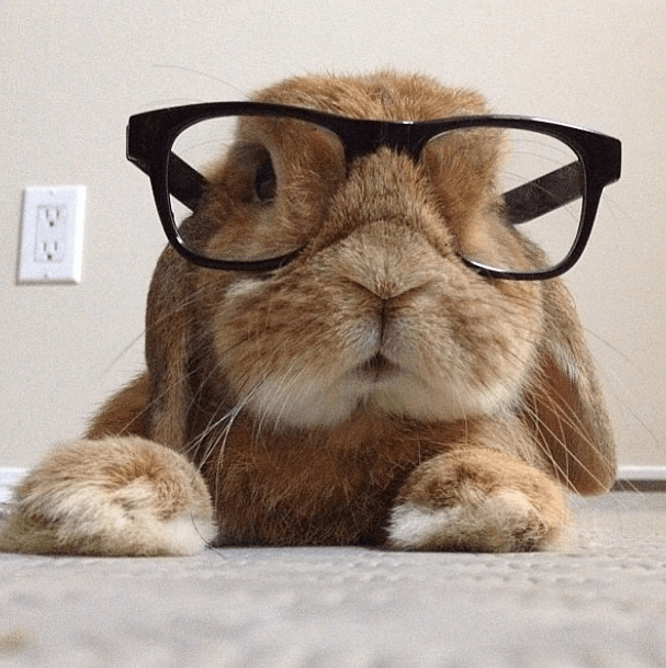 Что и как видят кролики