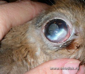 Травматическая язва роговицы у кролика