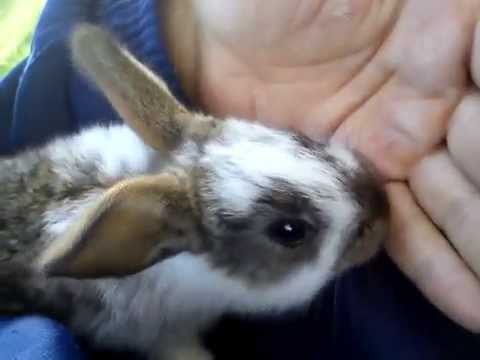 Почему кролики лижут руки