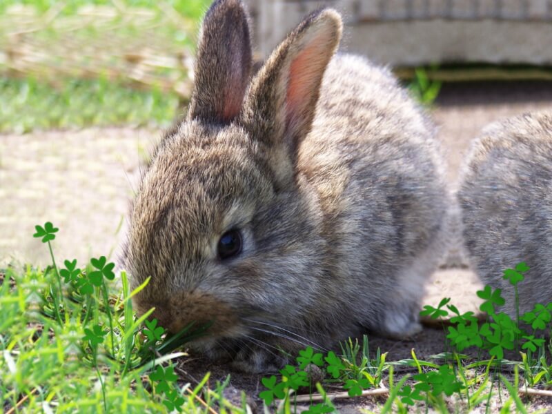 Энтеротоксемия у кроликов и грызунов