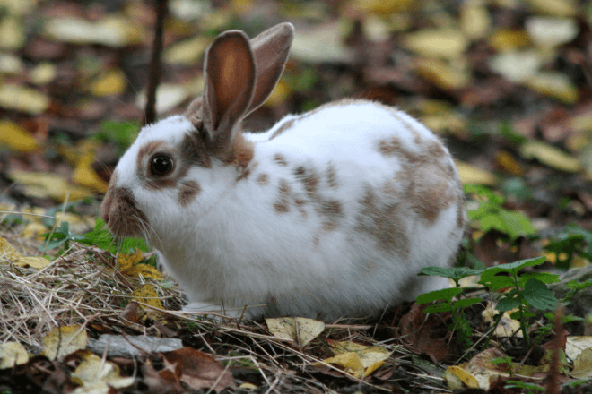 Кокцидиоз - эймериоз у кроликов