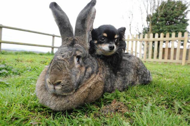 Почему у зайца, кролика длинные уши