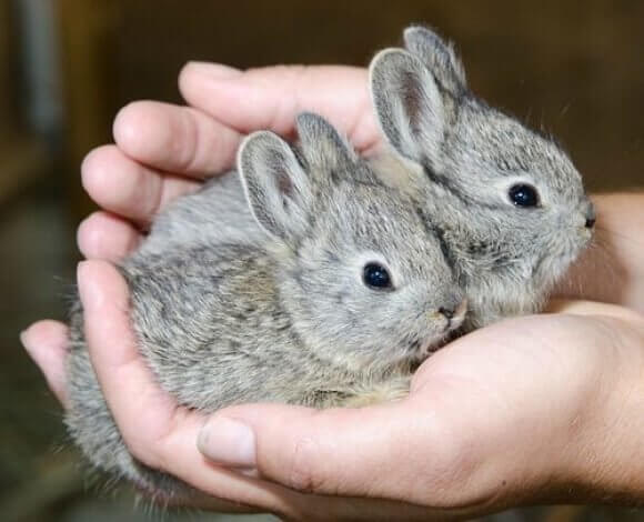 Самые маленькие кролики в мире