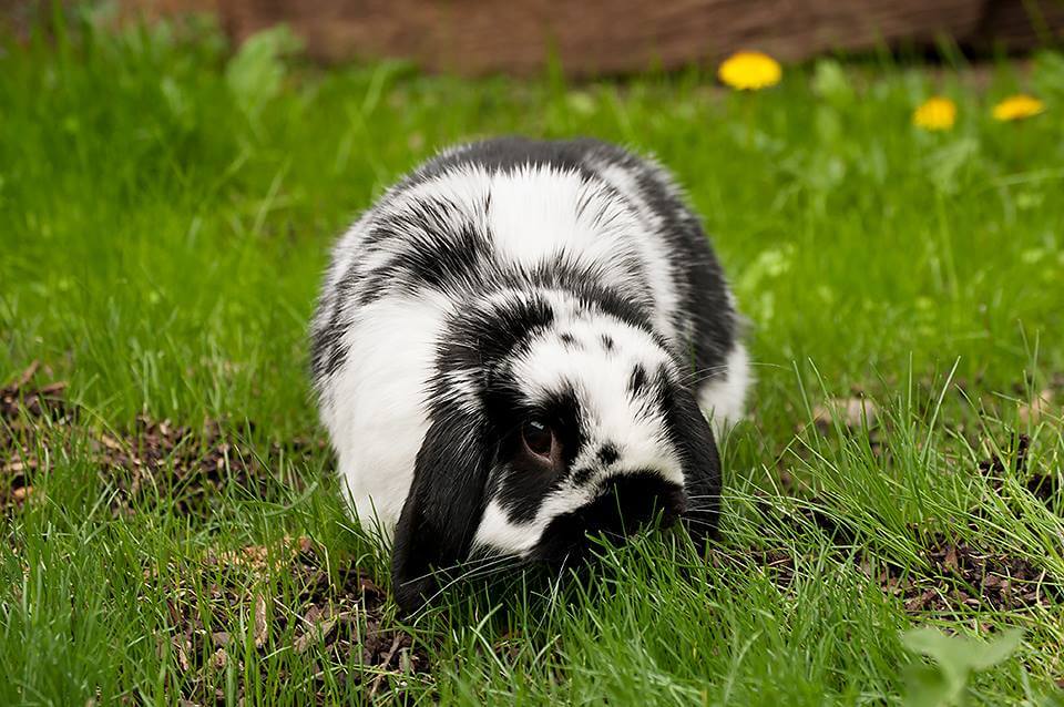 Капрофагия у кроликов - поедание собственного кала