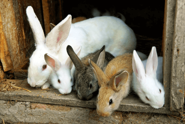 Оспа кроликов