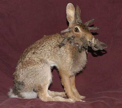 Инфекционный папилломатоз - бородавки кроликов.