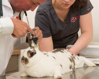 Ветеринарные клиники для кроликов