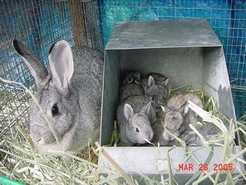 Гнездовой ящик для кроликов