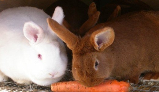 Сочные корма для кроликов