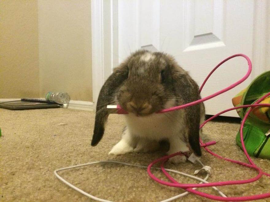 Как отучить кролика грызть провода