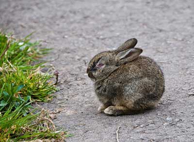 Колибактериоз у кроликов симптомы, лечение