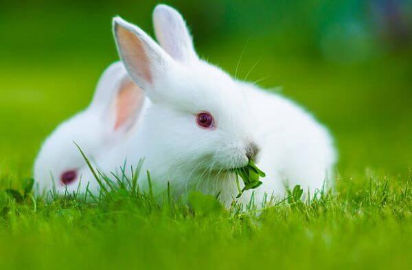 Можно ли давать декоративным кроликам клевер