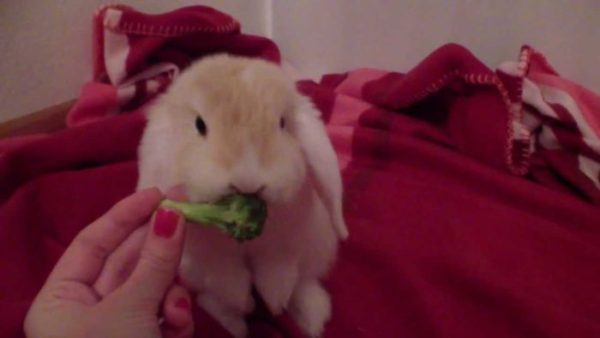 Можно ли давать декоративным кроликам брокколи 