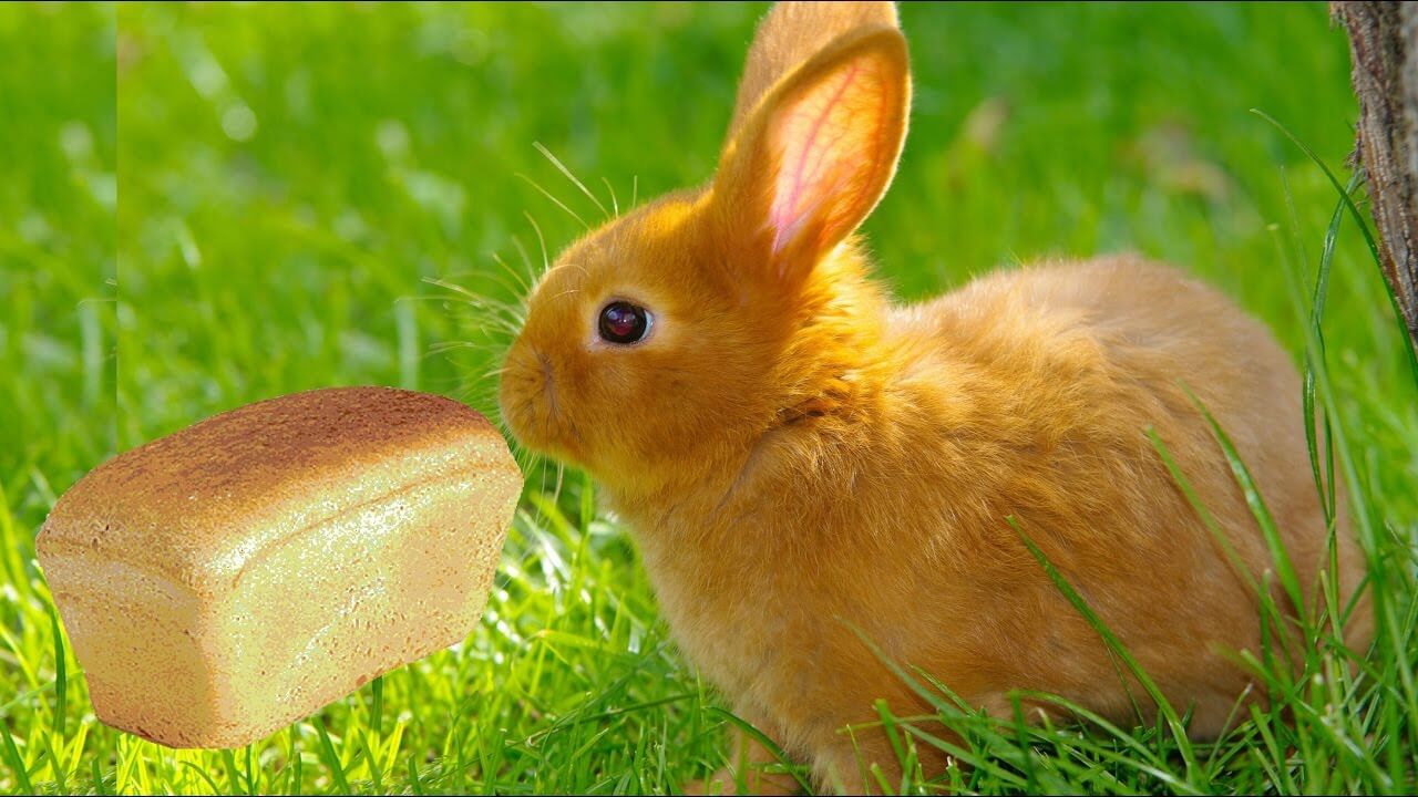 Можно ли давать декоративным кроликам хлеб