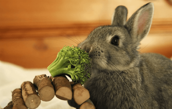 Можно ли давать декоративным кроликам брокколи