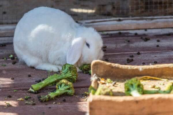 Можно ли давать декоративным кроликам брокколи 