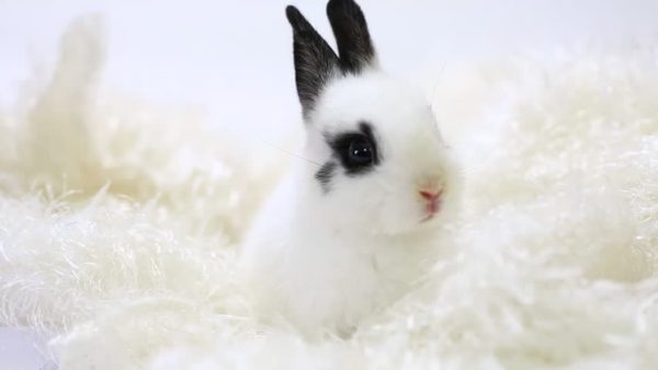 Хочу купить декоративного кролика, но ничего не знаю о них