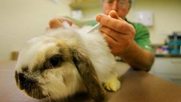 Вакцинация кроликов 