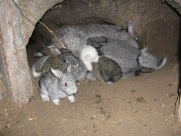 Важные советы по содержанию кроликов в яме