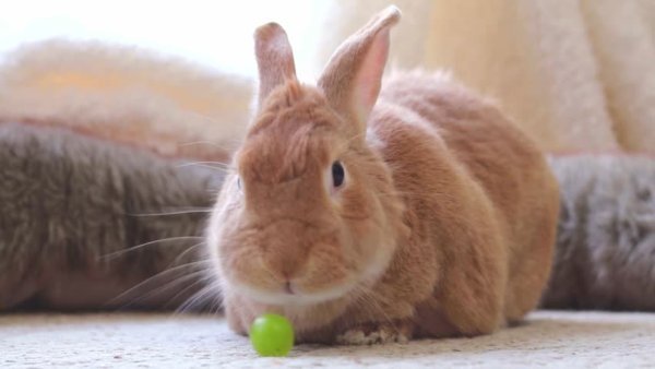 Можно ли декоративным кроликам виноград