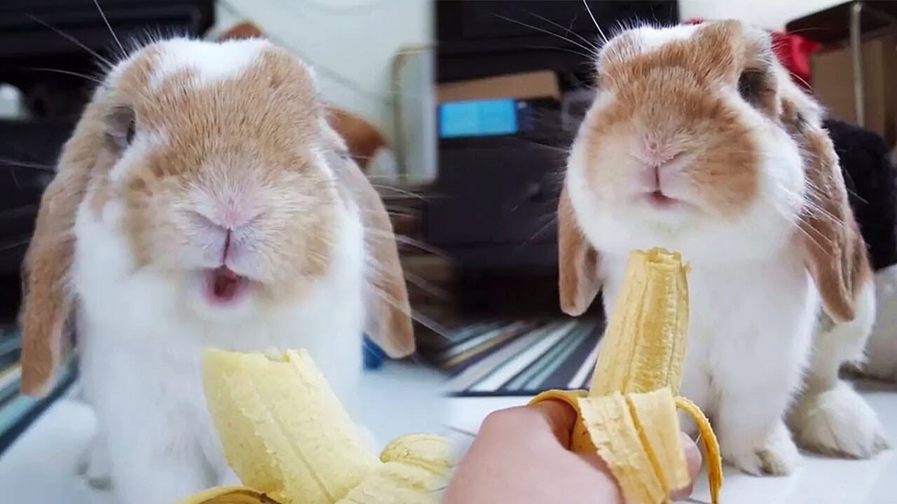 Можно давать декоративным кроликам бананы?