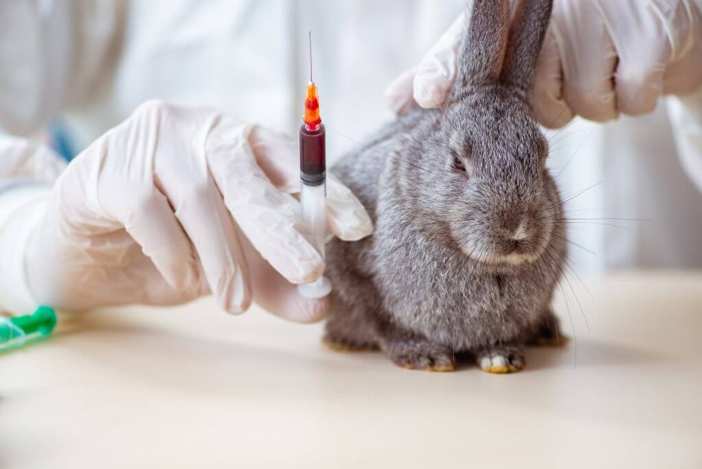 Нужна ли кроликам прививка от бешенства