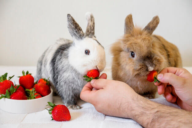 Можно ли давать декоративным кроликам клубнику?