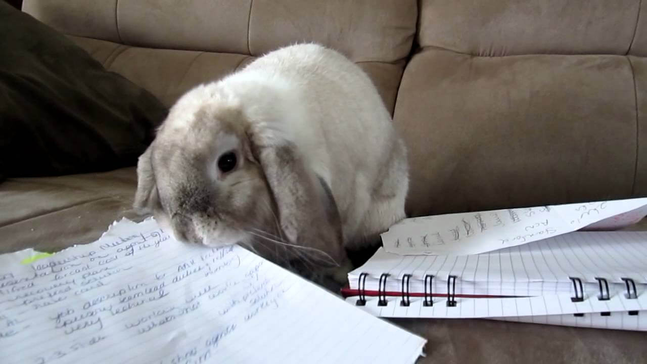 можно ли кроликам есть бумагу