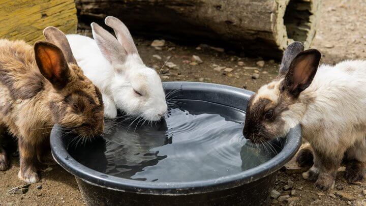 Как спасти кроликов от жары