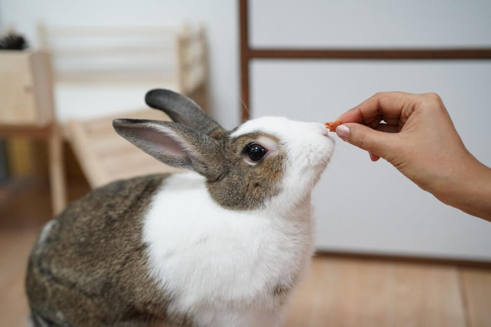 Чем можно кормить кроликов