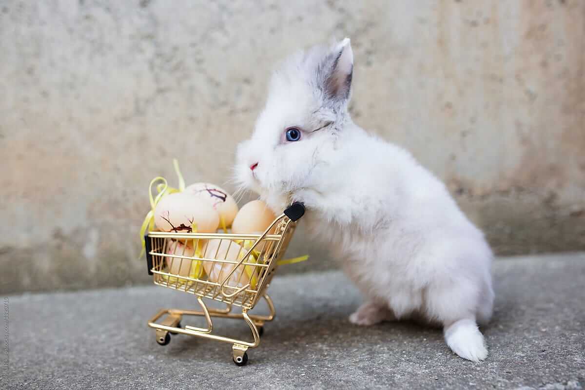 Можно ли кормить кроликов инжиром
