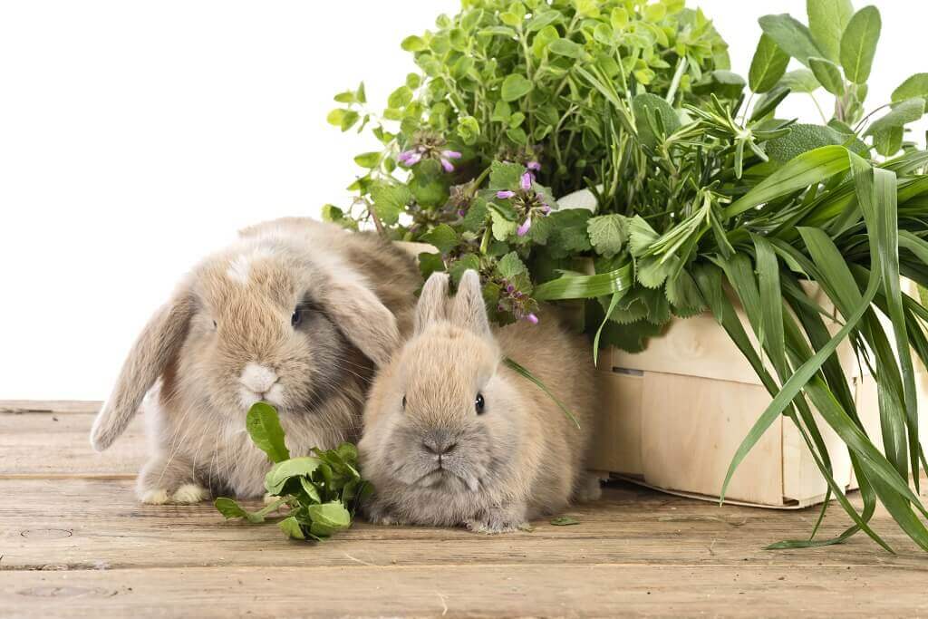 Можно ли кроликам давать шпинат