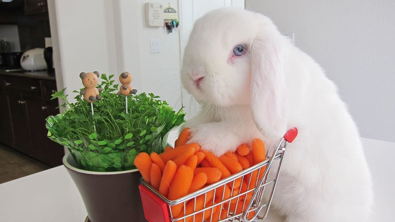 17 продуктов для человека, которые кролики могут есть безопасно