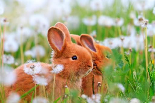 можно ли давать кроликам сорняки