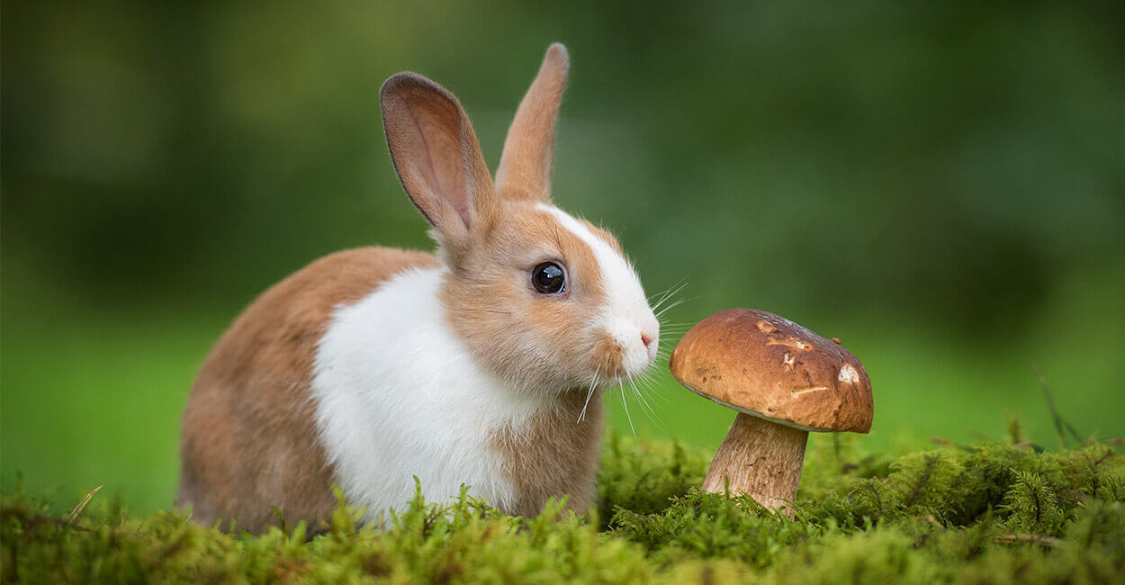 можно ли давать кроликам грибы