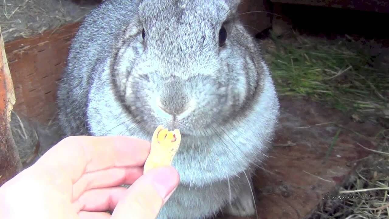 можно ли кролику давать орехи