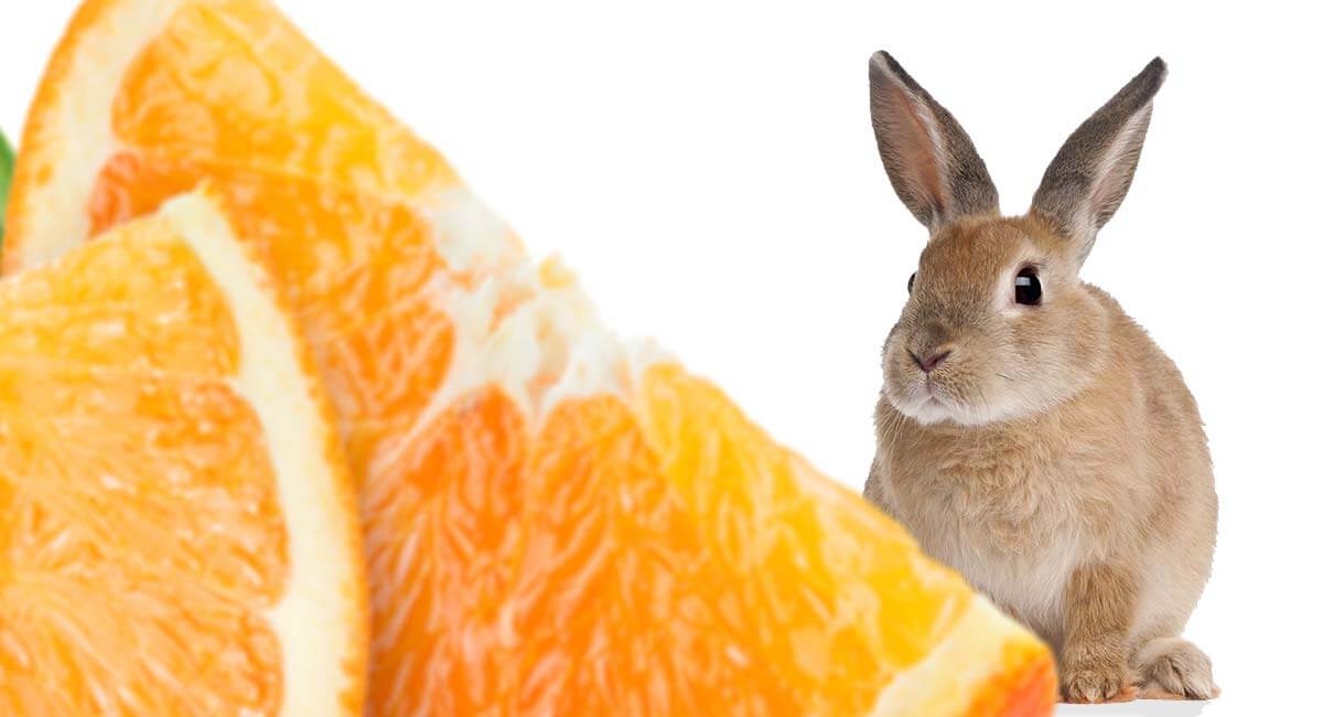 можно ли давать апельсины кроликам