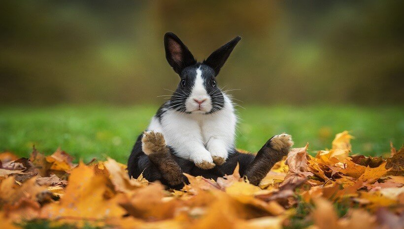 зачем кроликам нужны углеводы