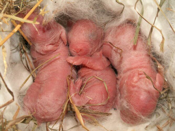 Почему умирают крольчата:  причины смертности новорожденных кроликов