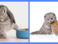Могут ли кролики есть кошачий корм?