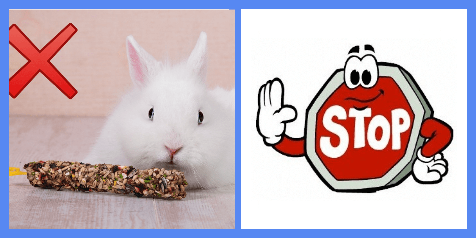 15 продуктов, которыми ни в коем случае нельзя кормить кроликов