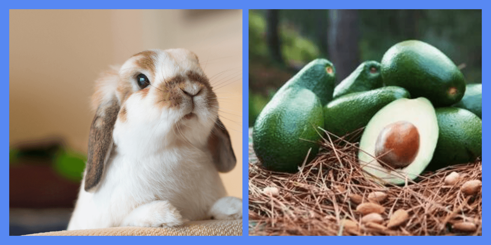 Можно ли кроликам есть авокадо? Риск, проблемы и полное руководство